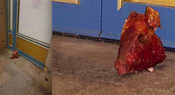 Almanya'da cami önünde domuz kafası!