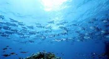 Kuşatma Altındaki Denizde Balıkçılık ve Avrupa Birliği'nin Yaklaşımı